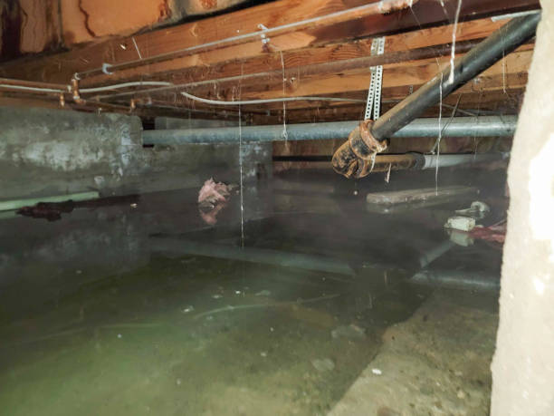 Best Professional water damage repair  in Swartz Creek, MI